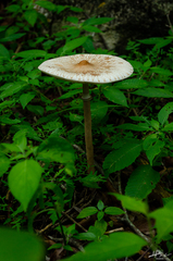 Macrolepiota