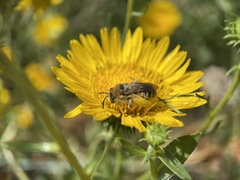 Apinae