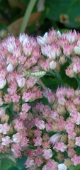 Zelus renardii