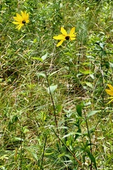 Helianthus divaricatus
