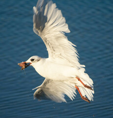 Ichthyaetus melanocephalus