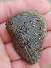 Noetia ponderosa