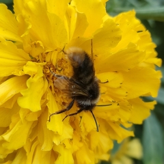Bombus rupestris