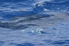 Mobula birostris
