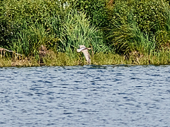 Ixobrychus minutus minutus