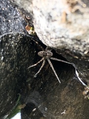 Dolomedes scriptus
