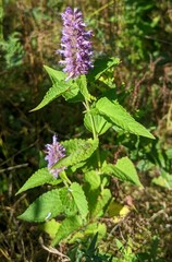 Agastache