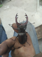 Lucanus cervus
