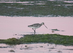 Limosa lapponica