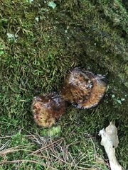 Basidiomycota