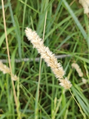 Melica transsilvanica