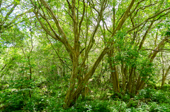 Myrcianthes fragrans