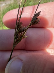 Juncus dudleyi