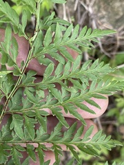 Myriopteris alabamensis