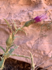 Cirsium arizonicum