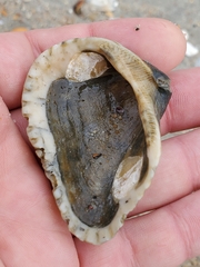 Noetia ponderosa