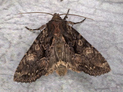 Xylenini