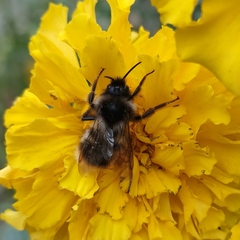 Bombus rupestris