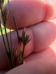 Juncus dudleyi