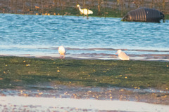 Chroicocephalus genei