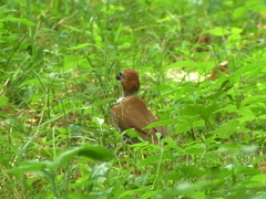 Hylocichla mustelina