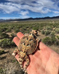 Phrynosoma platyrhinos