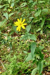 Helianthus divaricatus