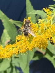 Eristalis dimidiata