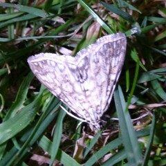 Elophila nymphaeata