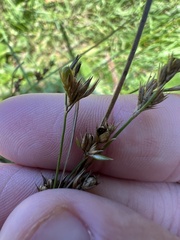 Juncus dudleyi