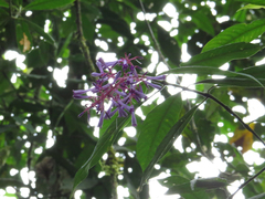 Palicourea angustifolia