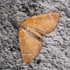 Eulithis testata