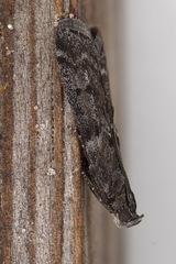 Phycitini
