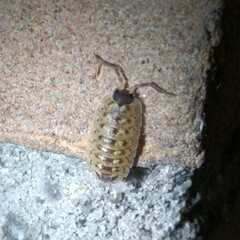 Porcellio spinicornis
