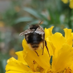 Bombus rupestris