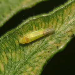 Eupteryx filicum