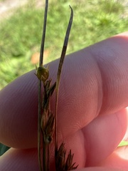 Juncus dudleyi