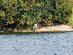 Ixobrychus minutus minutus