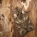 Lithophane consocia - Photo (c) Александр Корепанов, algunos derechos reservados (CC BY-NC), subido por Александр Корепанов