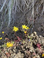 Crocidium multicaule