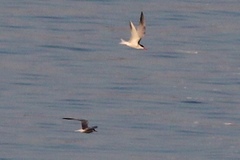 Sterna hirundo hirundo