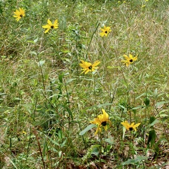 Helianthus divaricatus