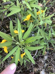 Senna roemeriana