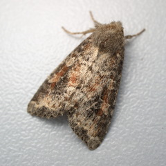 Parastichtis suspecta