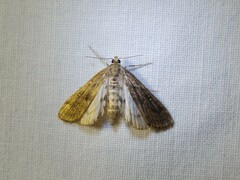 Parapoynx stratiotata