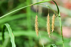 Carex gynandra