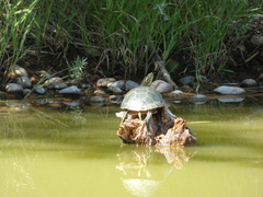 Chrysemys picta bellii