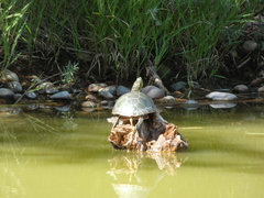 Chrysemys picta bellii