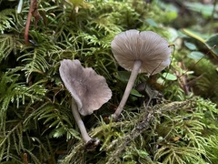 Hydropus marginellus