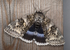 Catocala fraxini